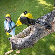 Best Tree Maintenance Programs  in Oneonta, AL