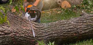 Best Emergency Tree Removal  in Oneonta, AL