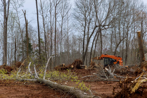 Best Stump Grinding and Removal  in Oneonta, AL